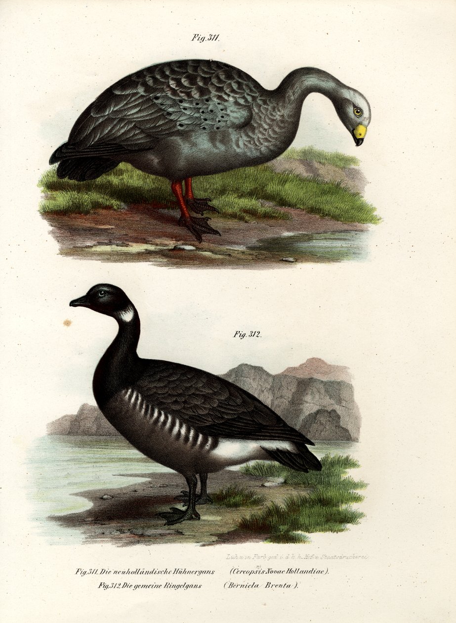 Cereopsis Goose, 1864 de German School