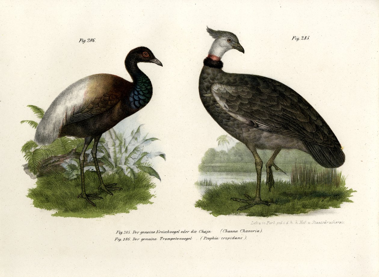Chaja Bird, 1864 de German School