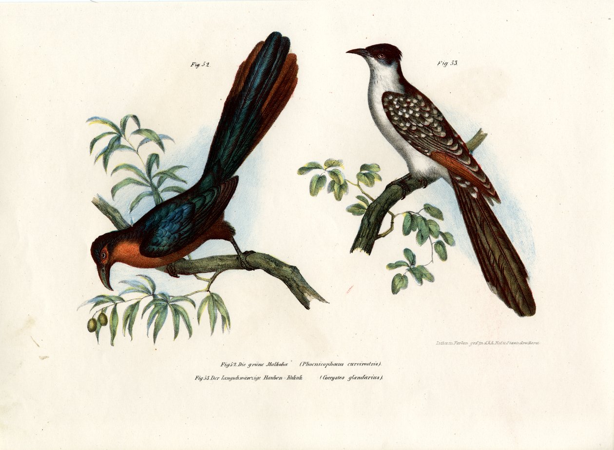 Malkoha de peito de castanha, 1864 de German School