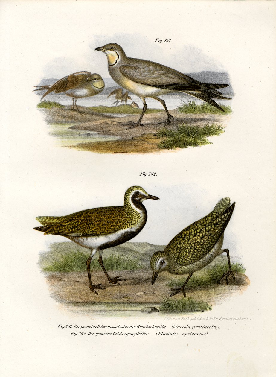 Pratincole Colares, 1864 de German School
