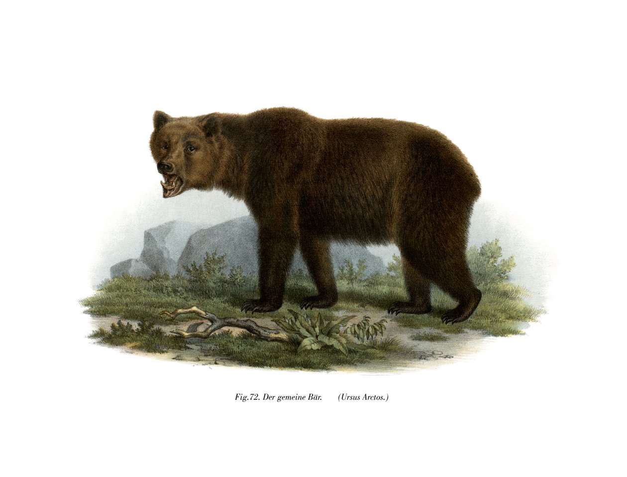 Urso Comum, 1860 de German School