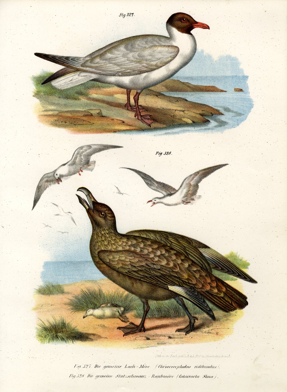 Gaivota-de-cabeça-preta comum, 1864 de German School