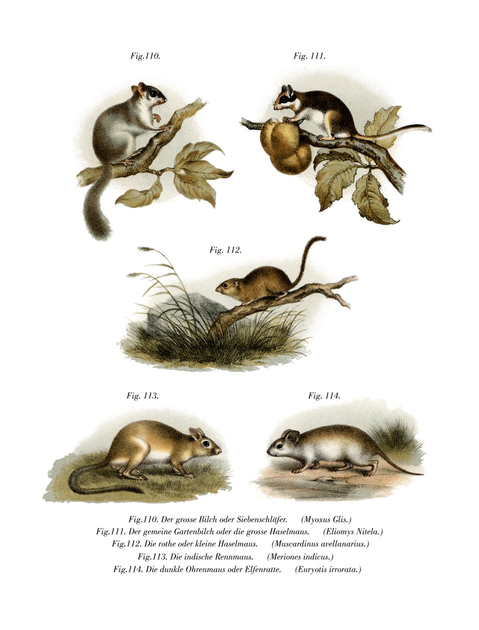 Dormouse Comum, 1860 de German School