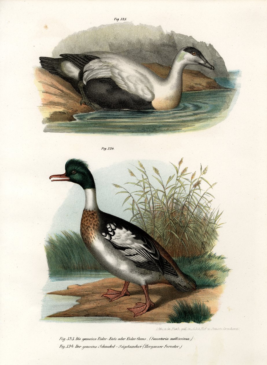 Pato De Eider Comum, 1864 de German School
