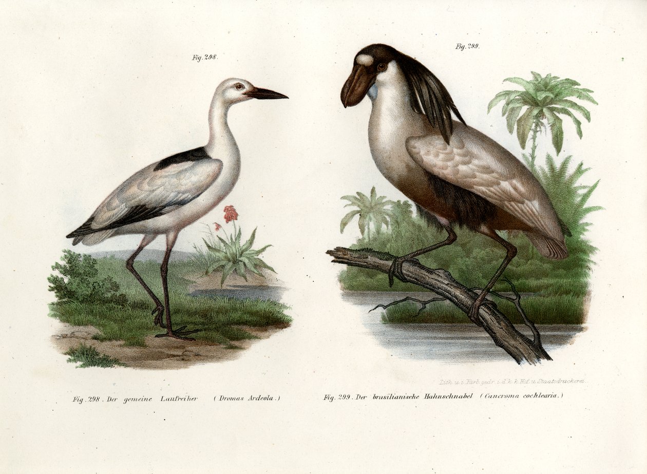 Tarambola do Caranguejo, 1864 de German School