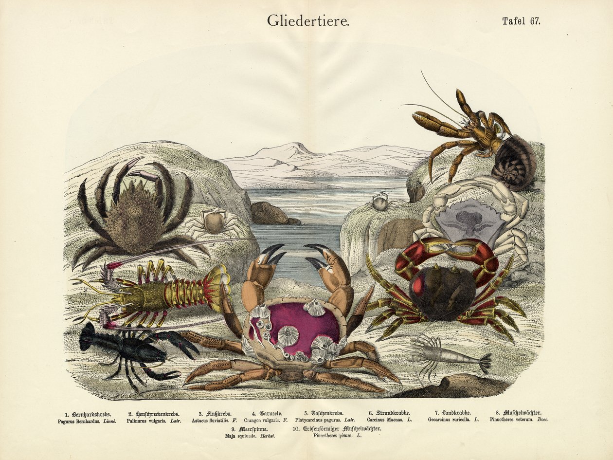 Caranguejos, c.1860 de German School