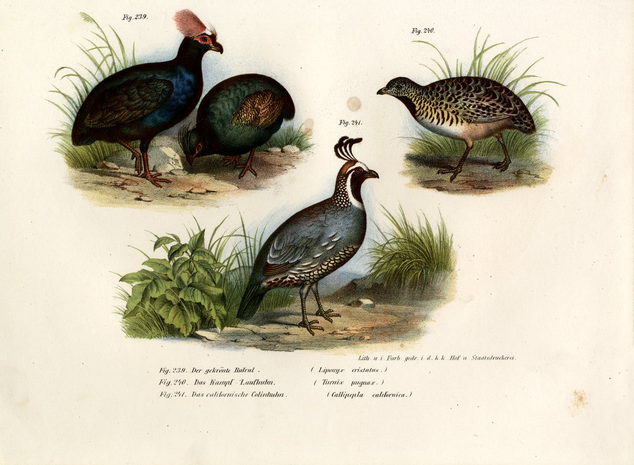 Perdiz de madeira com crista, 1864 de German School