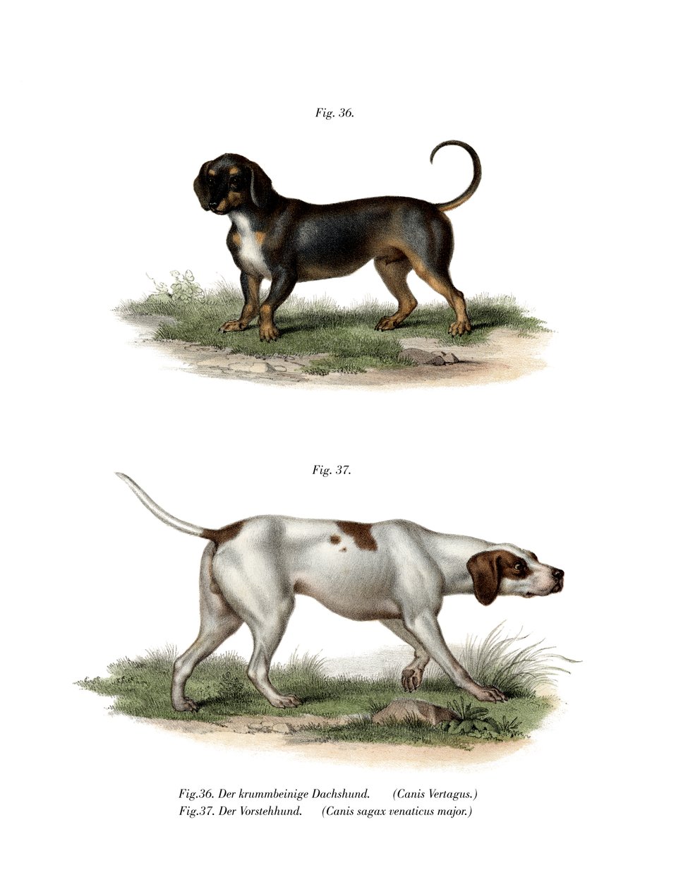 Dachshund, 1860 de German School