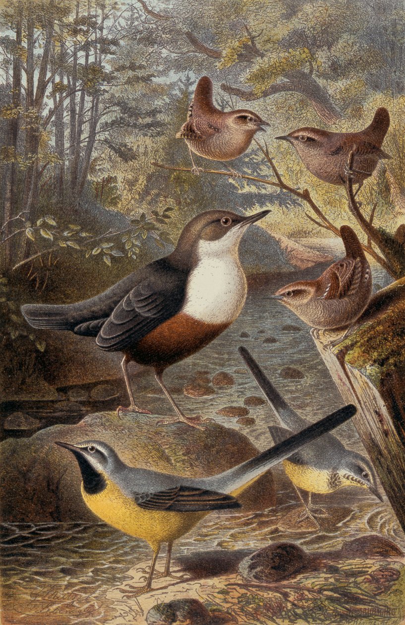 Dipper, Wren e Wagtail cinzento, registro de Brehms Tierleben: Allgemeine Kunde des Tierreichs, volume 4, p. 69, publicado pelo Bibliographisches Institut, 1891 de German School