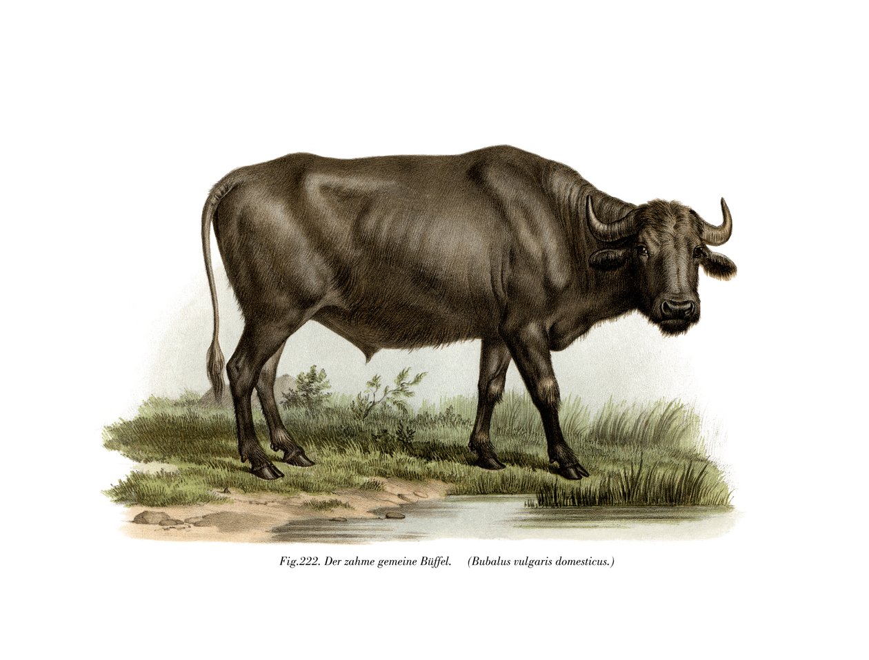 Búfalo Doméstico, 1860 de German School