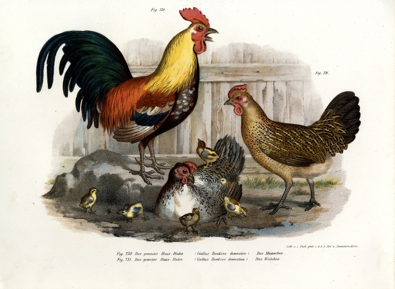 Aves Domésticas, 1864 de German School