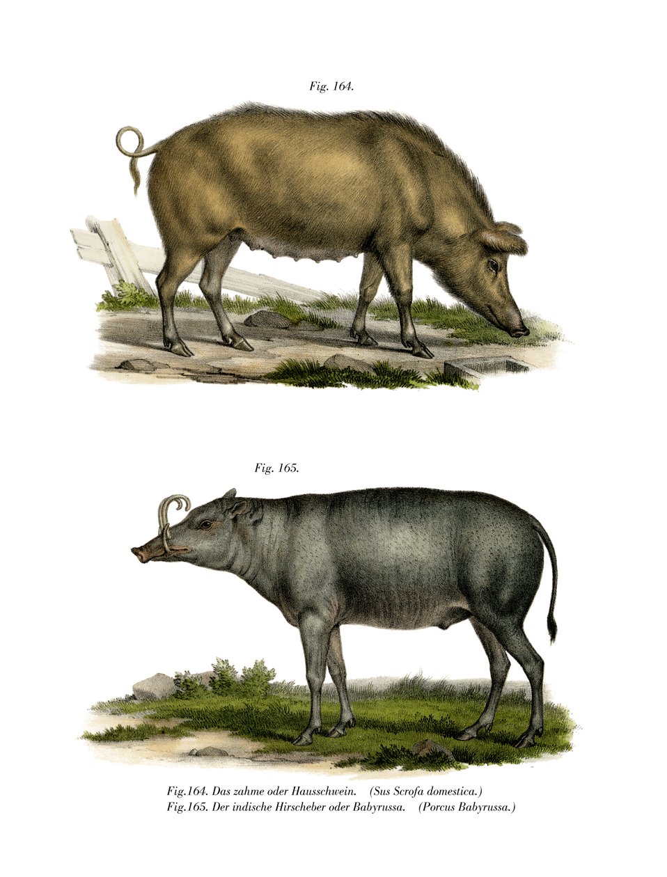 Porco Doméstico, 1860 de German School