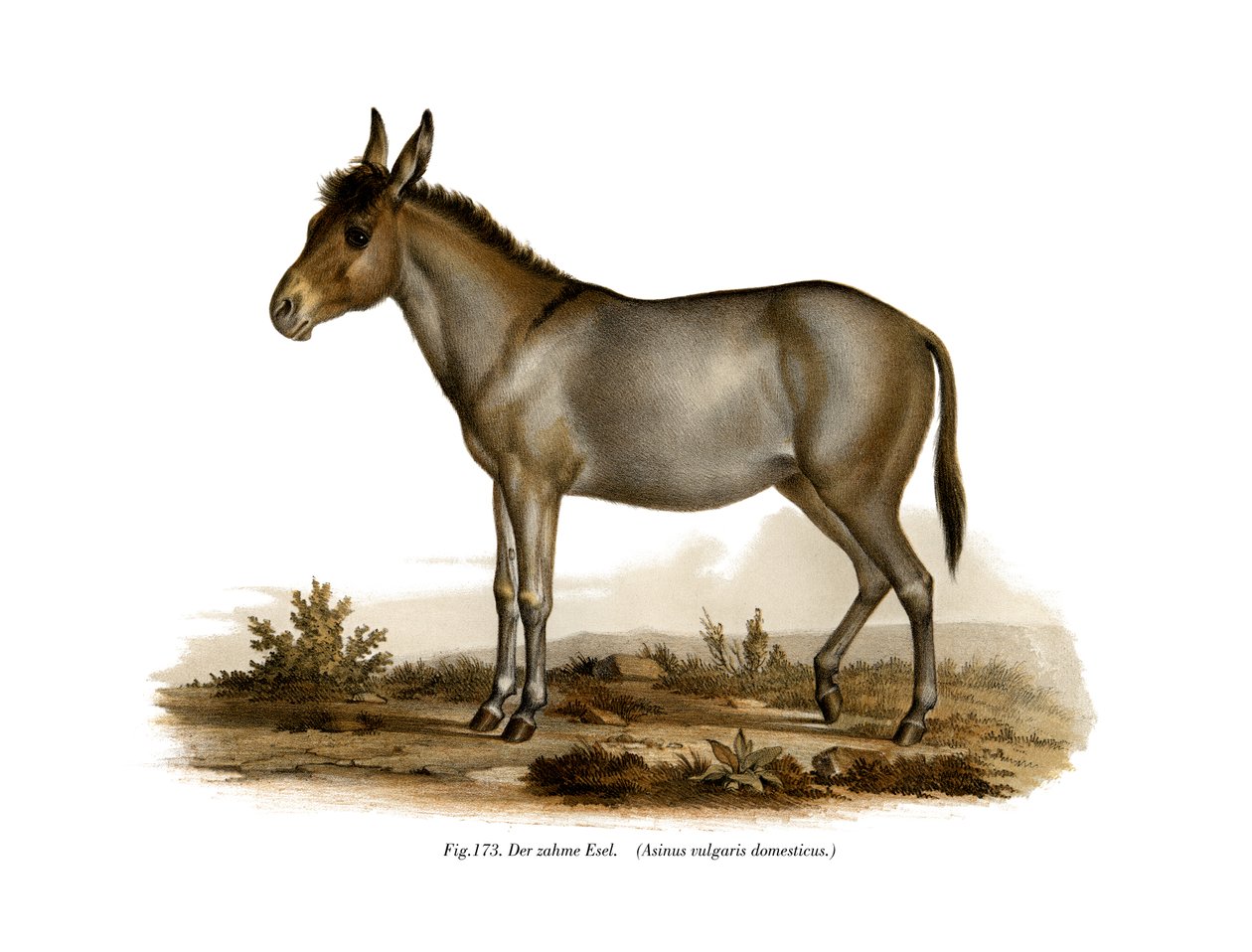 Burro, 1860 de German School