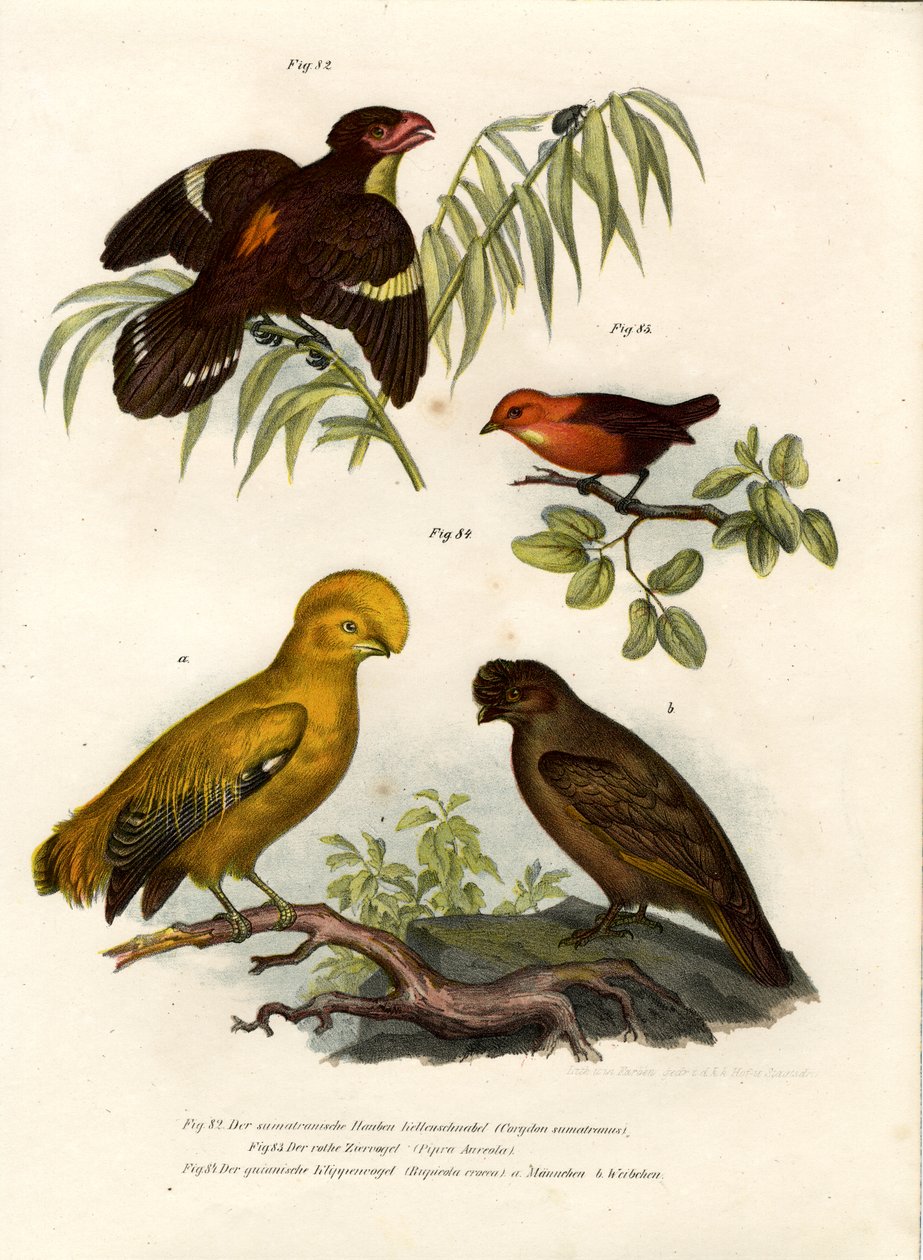 Broadbill obscuro, 1864 de German School