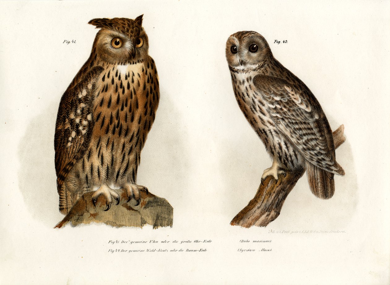 Coruja de águia, 1864 de German School