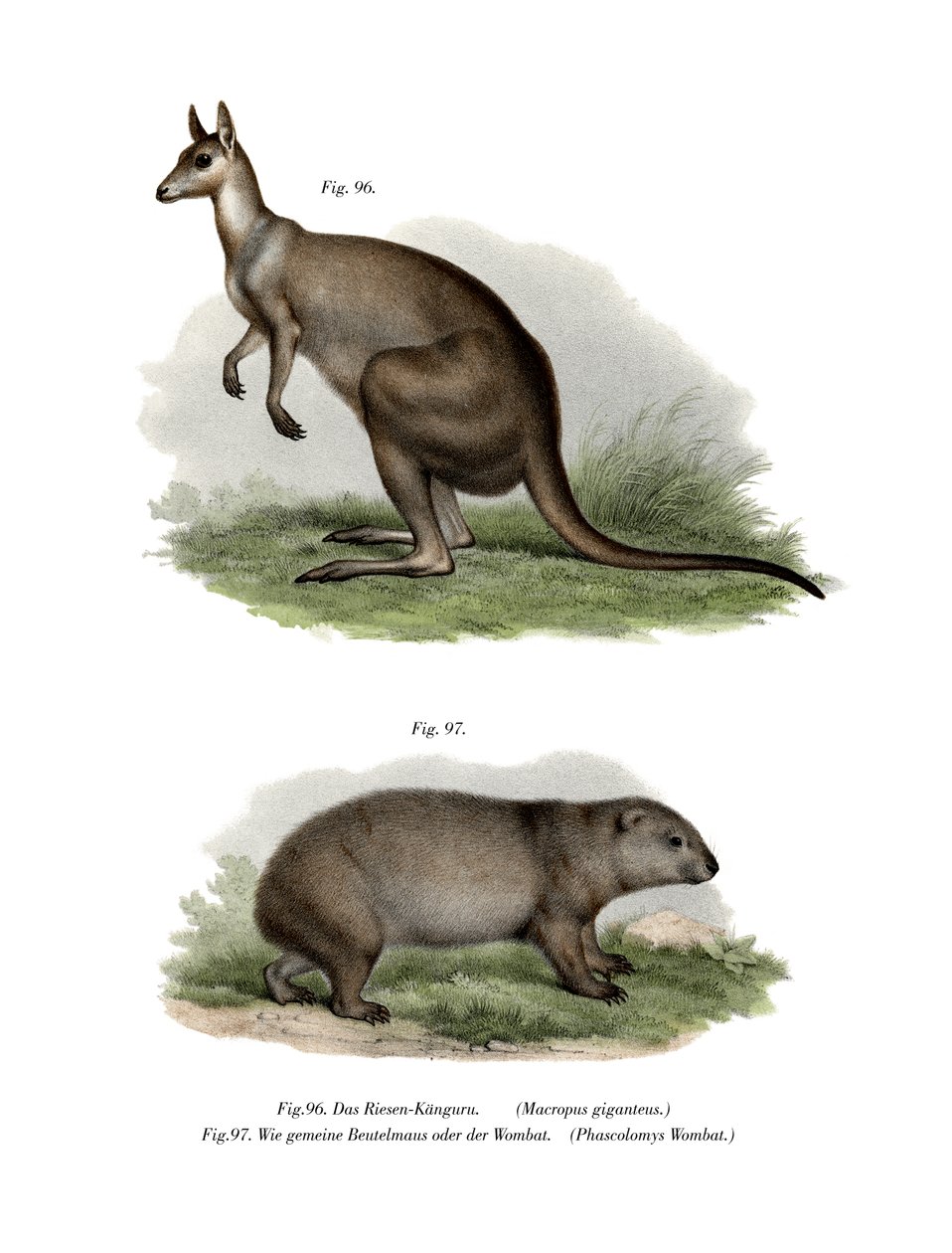 Canguru Cinzento Oriental, 1860 de German School