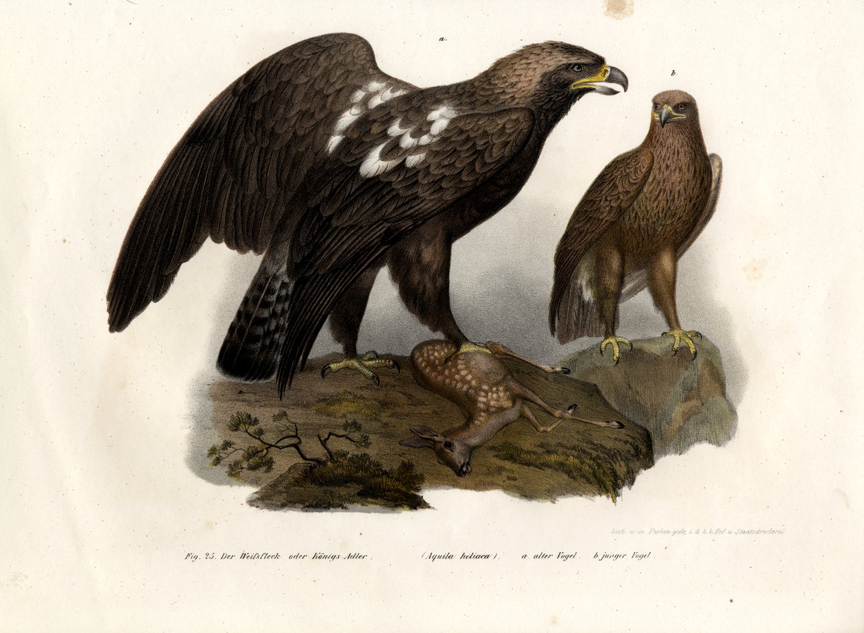 Águia Imperial do Leste, 1864 de German School