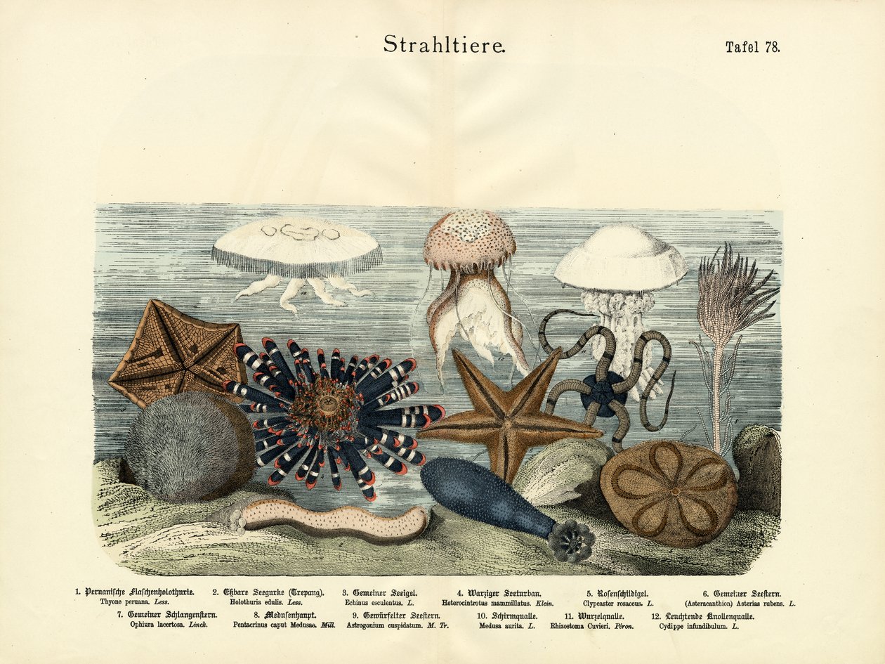 Equinodermos, c.1860 de German School