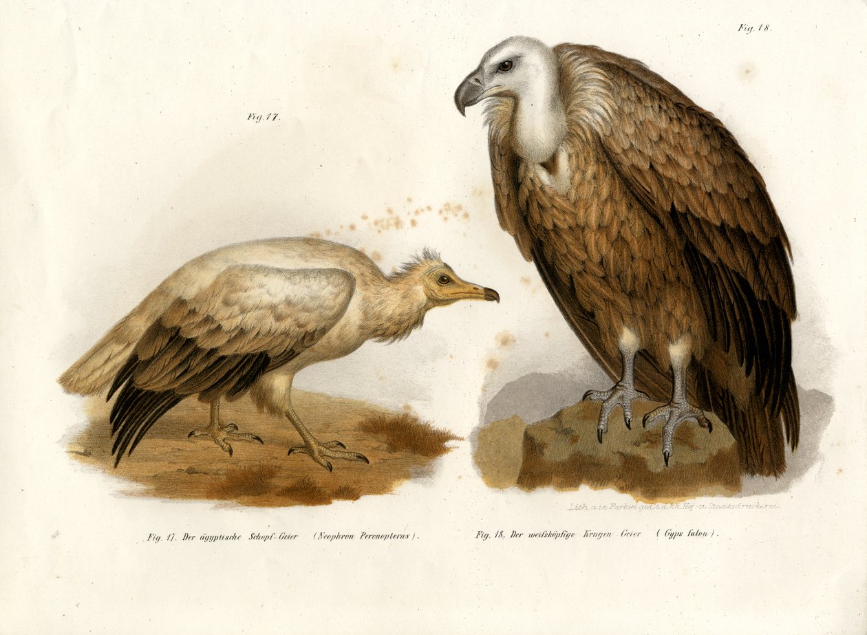Abutre do Egito, 1864 de German School