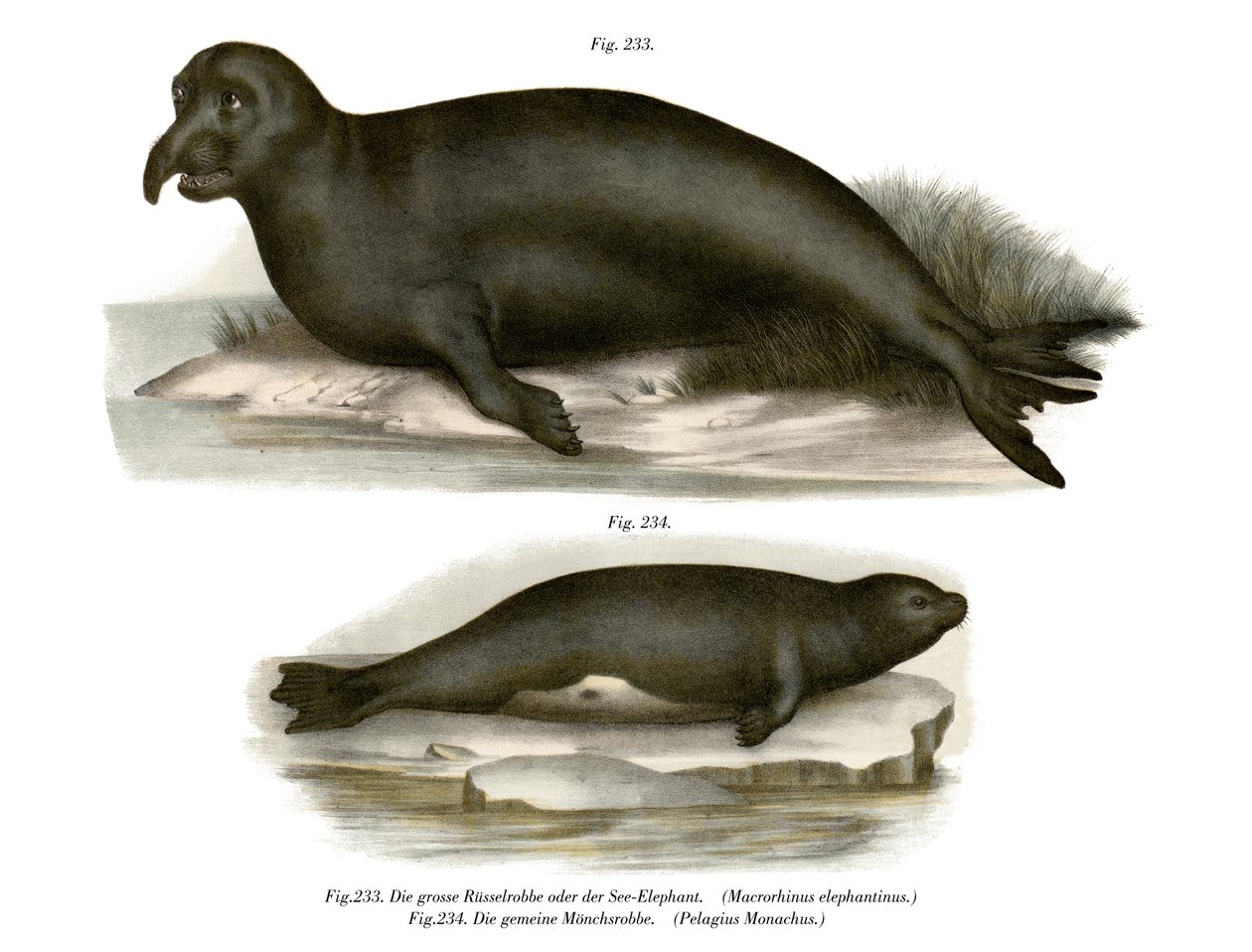 Selo de elefante, 1860 de German School