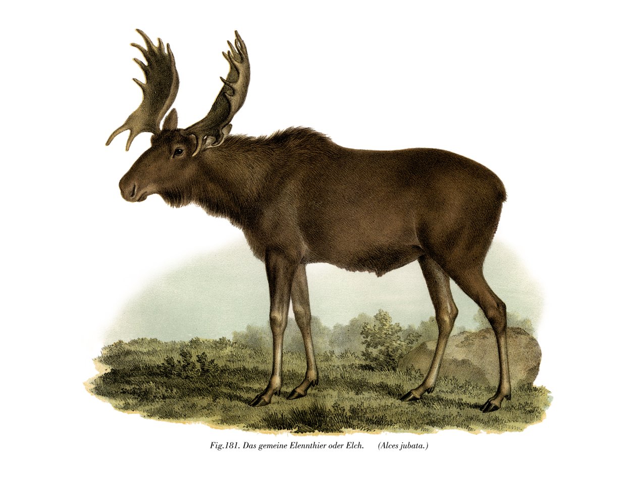 Elk, 1860 de German School