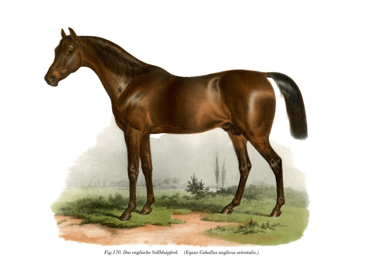 Cavalo puro-sangue inglês, 1860 de German School