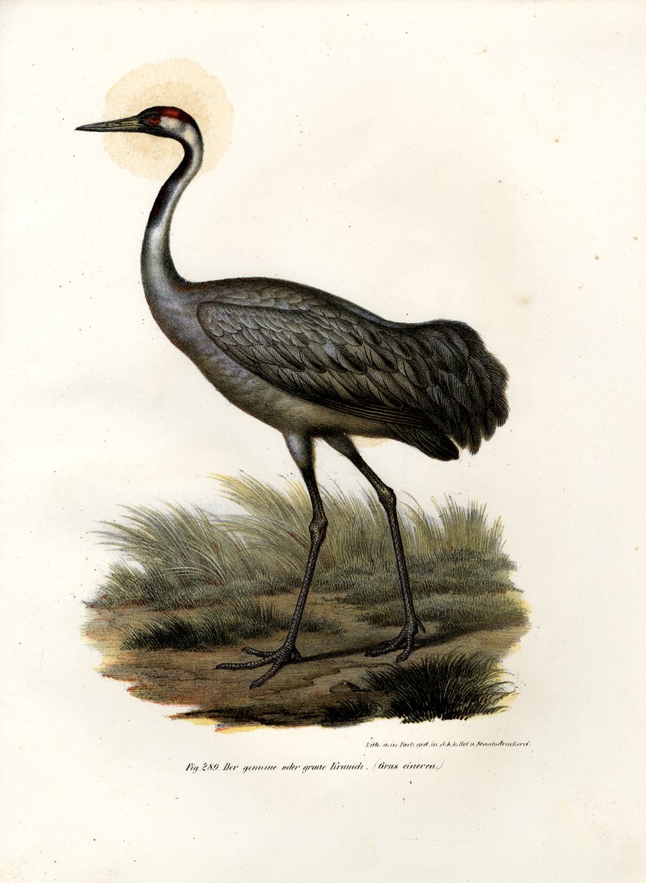 Guindaste Eurasiático, 1864 de German School