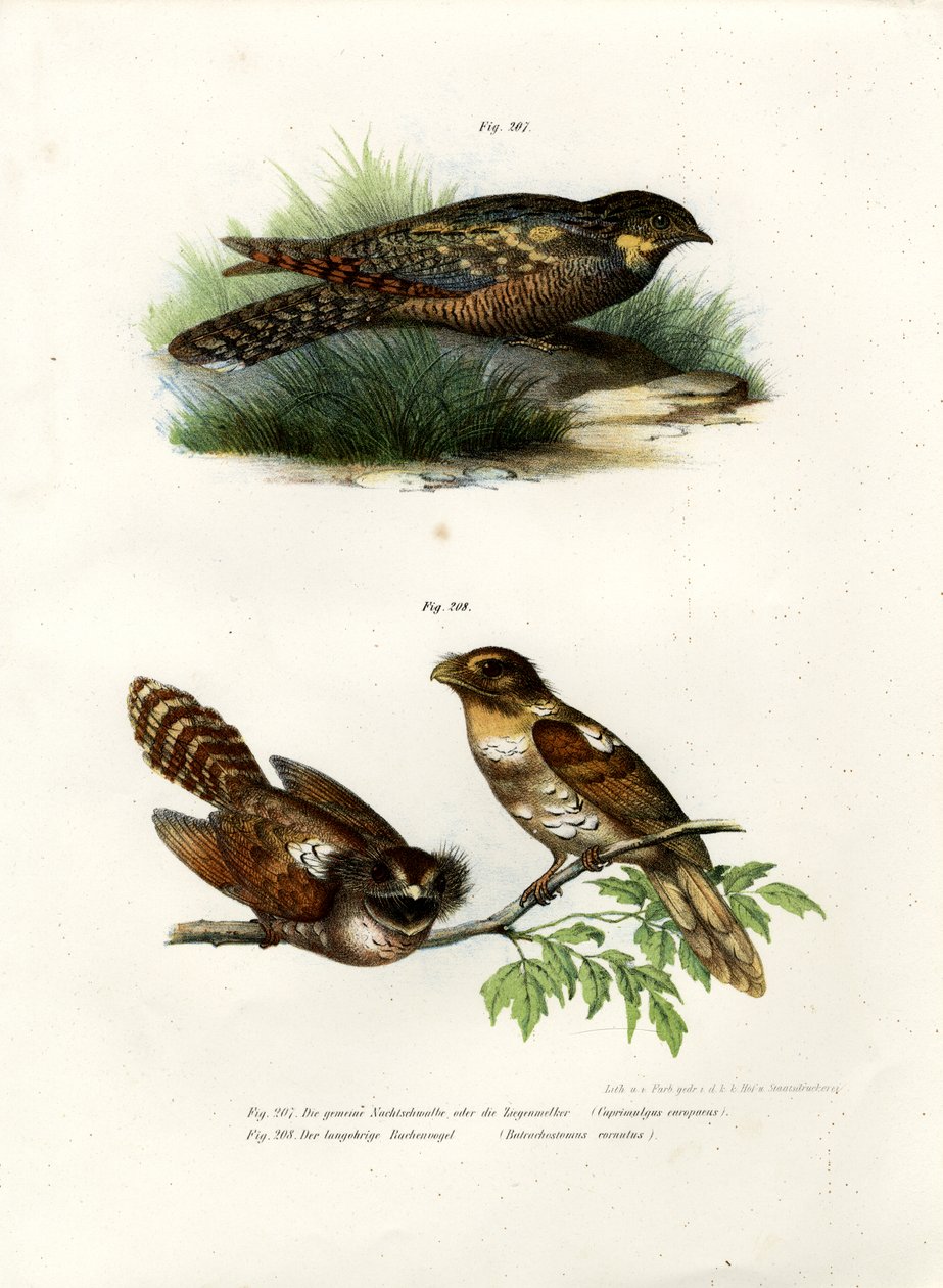 Nightjar Eurasiano, 1864 de German School