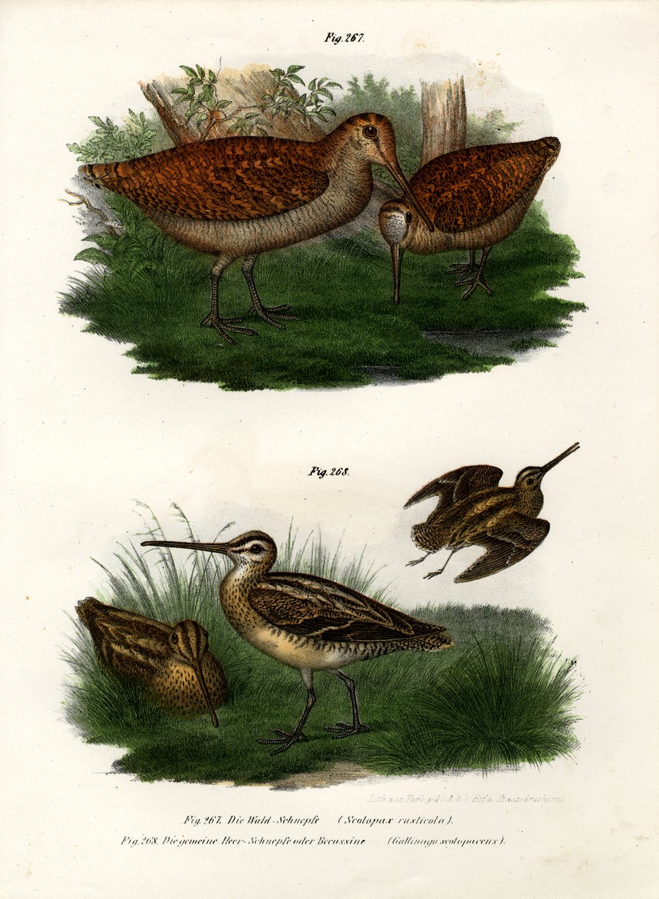 Galinhola da Eurásia, 1864 de German School