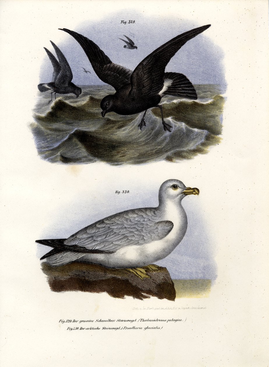 Petrel da Tempestade Europeia, 1864 de German School