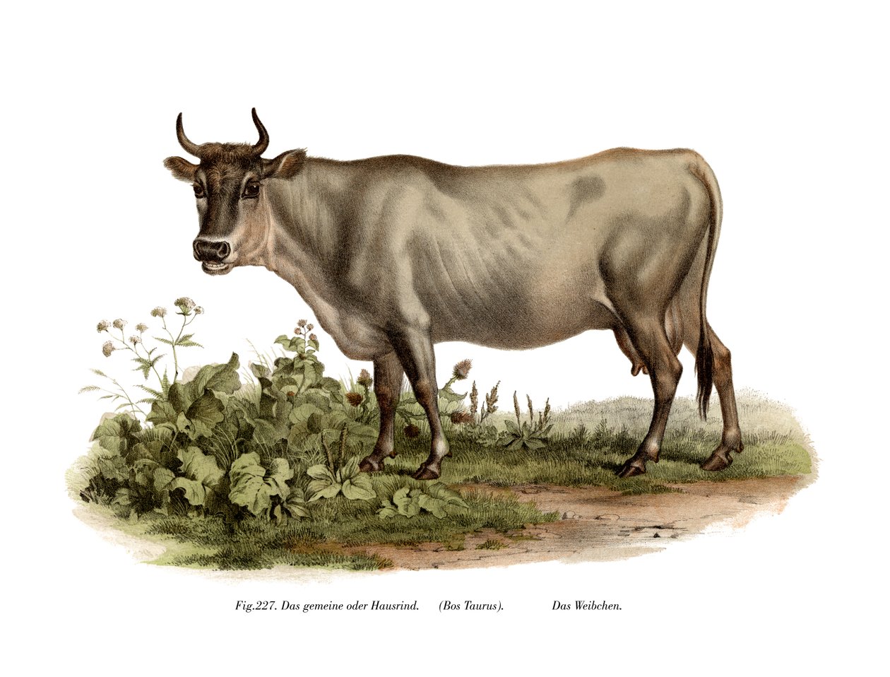 Gado europeu, 1860 de German School