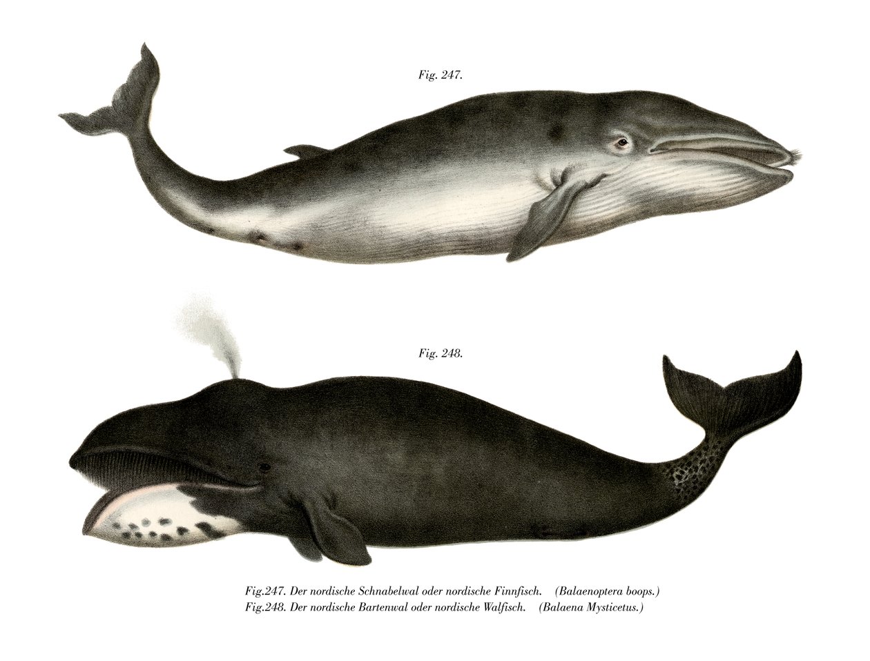 Baleia-comum, 1860 de German School