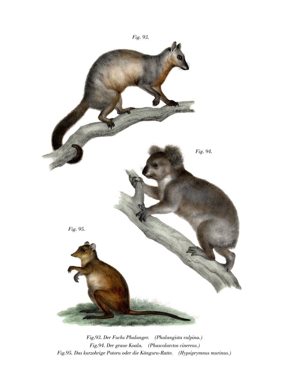 Fox Cuscus, 1860 de German School