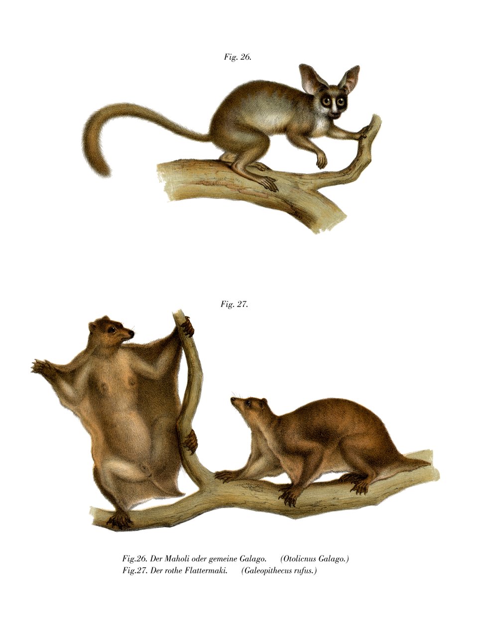 Galago, 1860 de German School