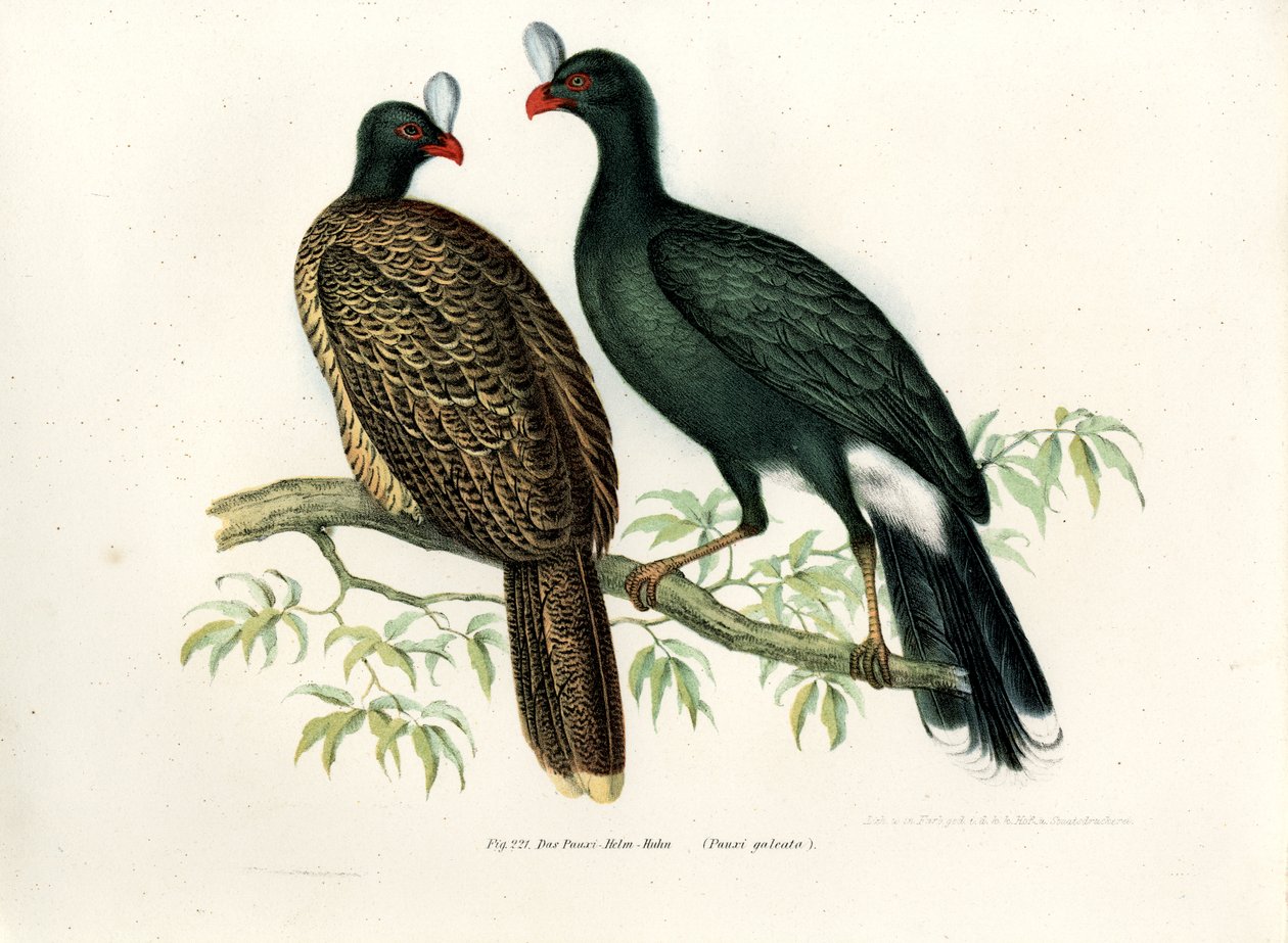 Mutum-do-mar, 1864 de German School