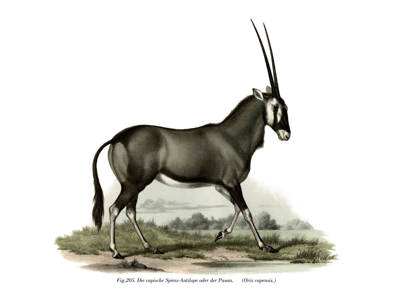 Gemsbok, 1860 de German School