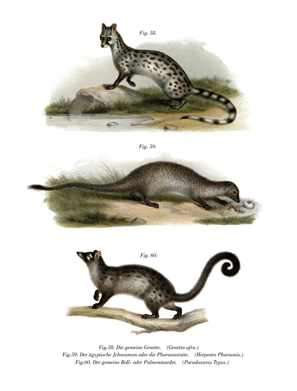 Genet, 1860 de German School