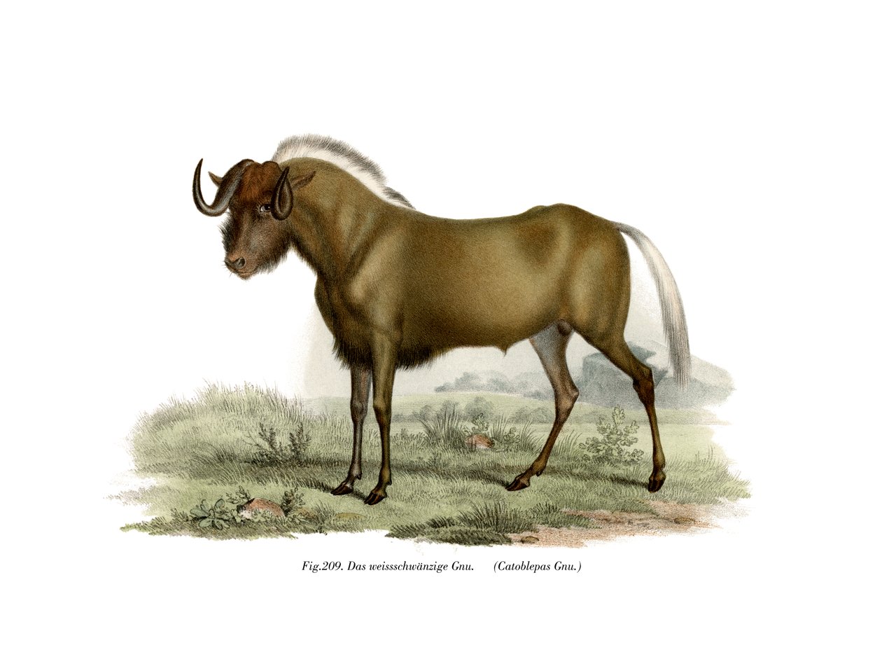 Gnu, 1860 de German School