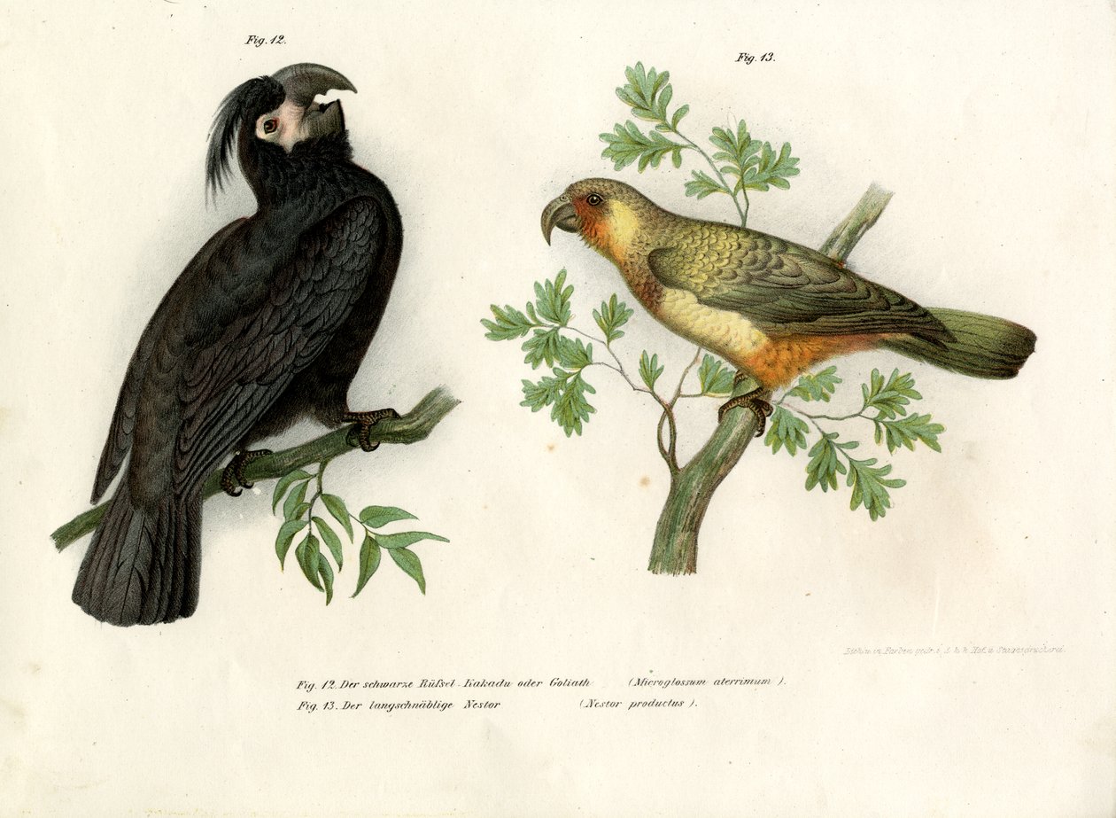 Golias, 1864 de German School
