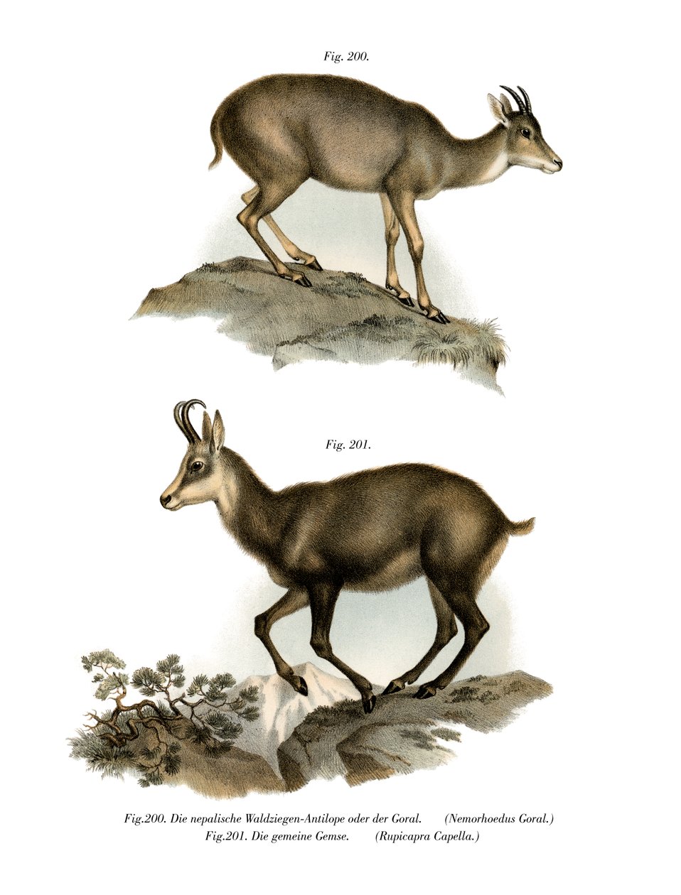 Goral cinzento, 1860 de German School