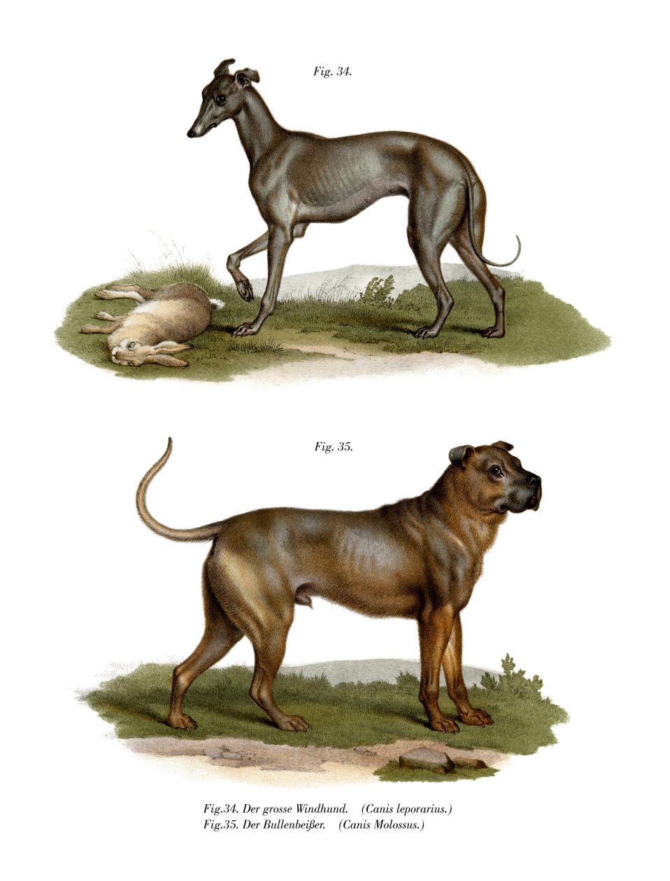 Grayhound, 1860 de German School
