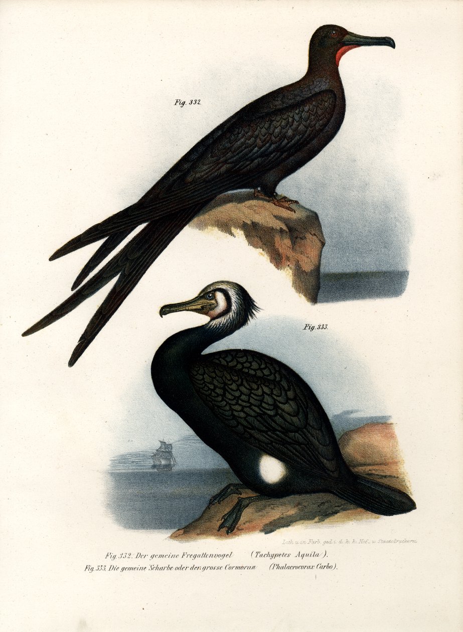 Grande pássaro de fragata, 1864 de German School