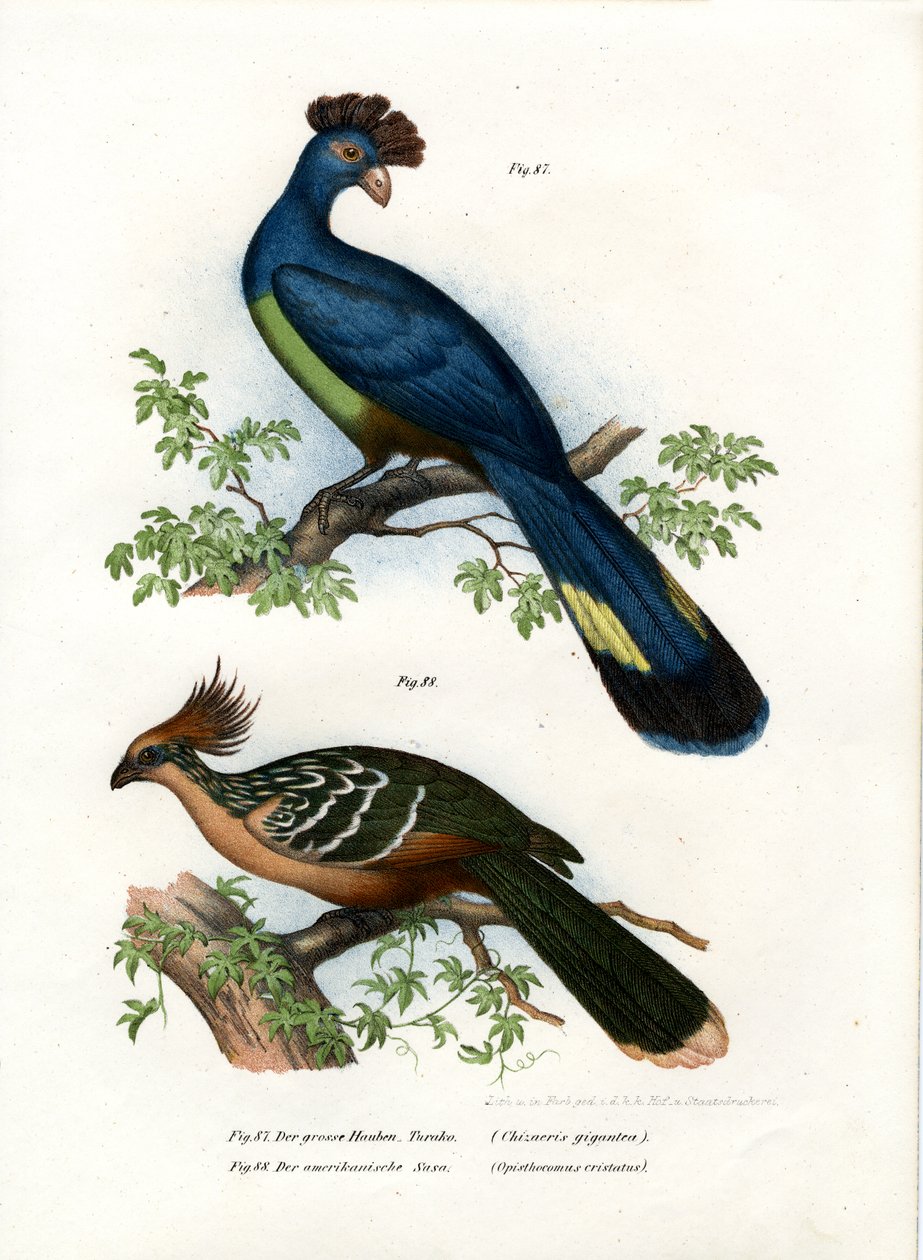 Grande Turaco, 1864 de German School
