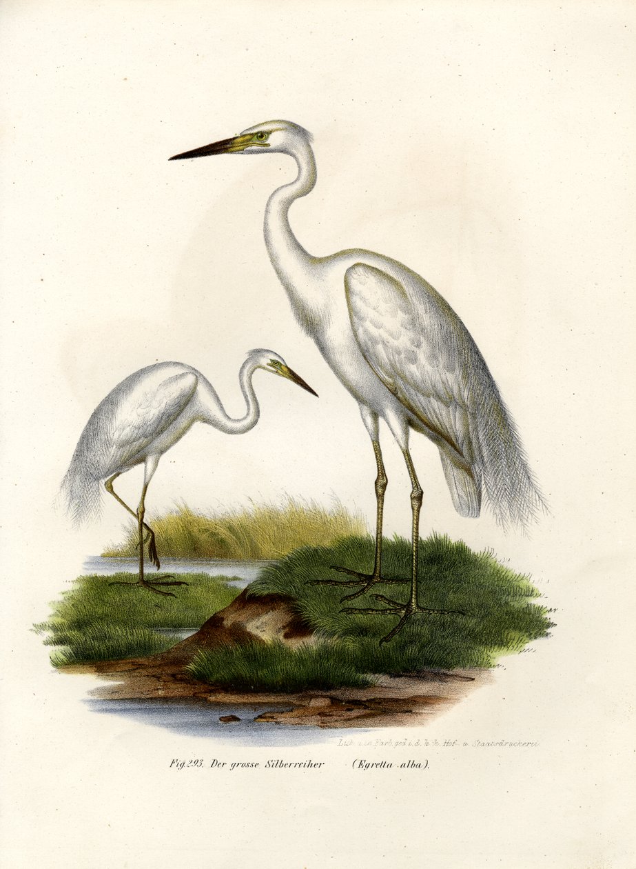 Garça-branca-grande, 1864 de German School