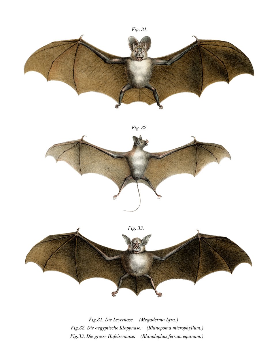 Maior Morcego Vampiro Falso, 1860 de German School