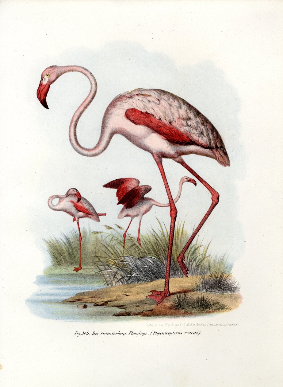 Maior Flamingo, 1864 de German School