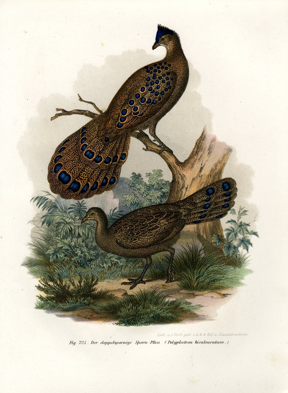 Pavão-Faisão Cinzento, 1864 de German School