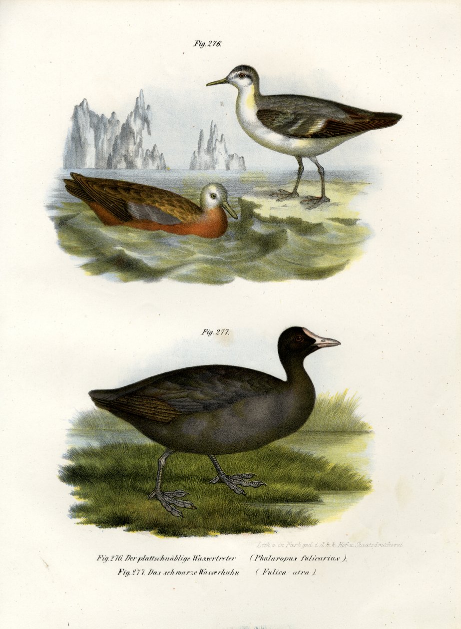 Falaropo cinzento, 1864 de German School