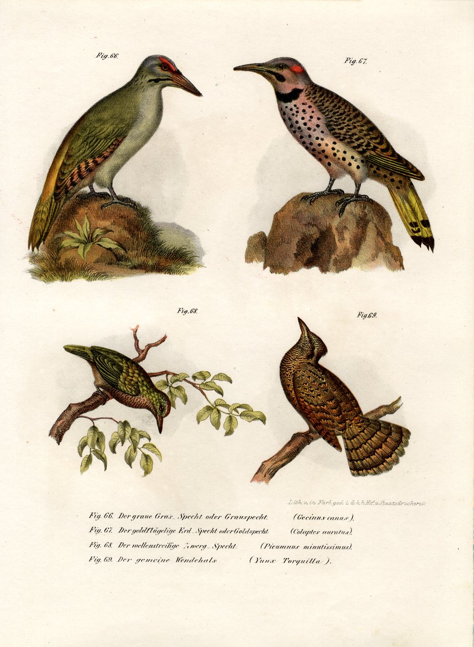 Pica-pau-de-cabeça-cinza, 1864 de German School