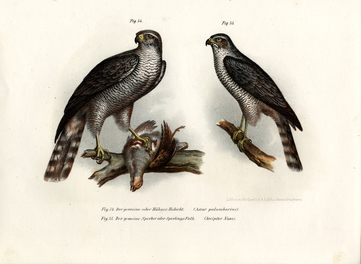 Falcão, 1864 de German School